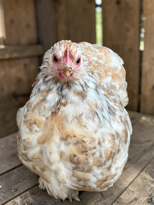 12 Calico Cochin bantam hatching eggs