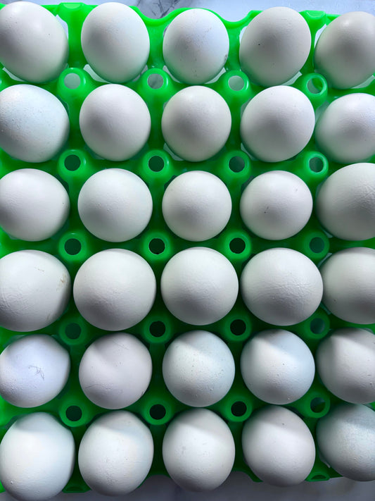 12 BBS Fibrocauna Hatching Eggs