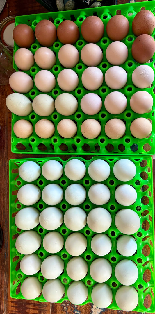 12 Hen’s Choice hatching eggs