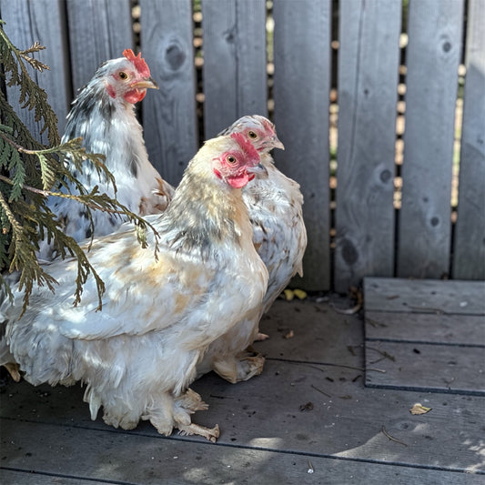 12 Calico Cochin bantam hatching eggs