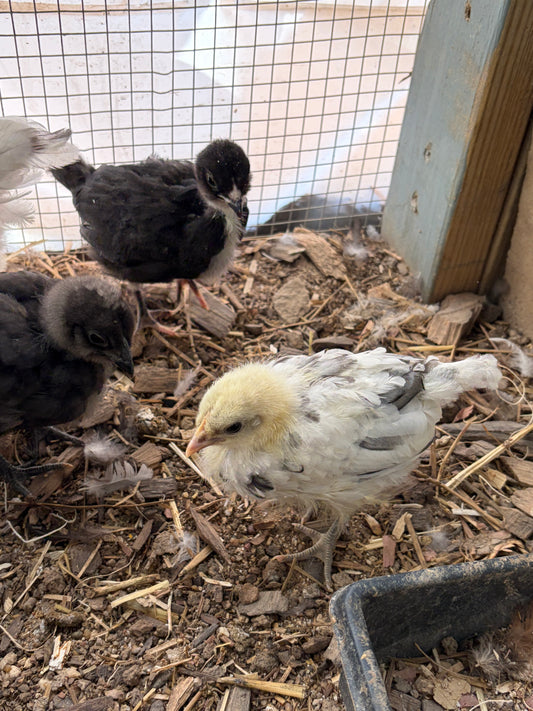 12 BBS Fibrocauna Hatching Eggs