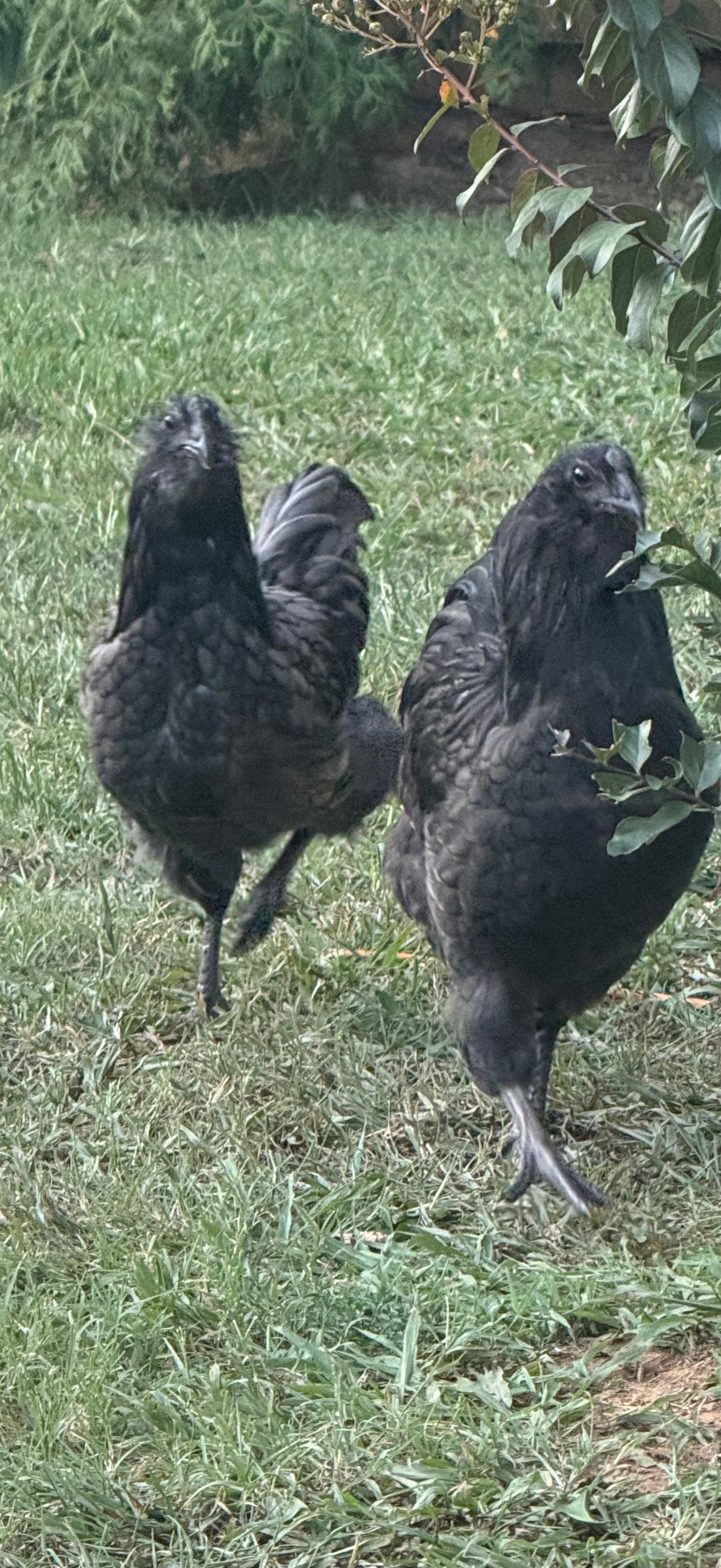 Urban BBS Fibrocauna hatching eggs 6+