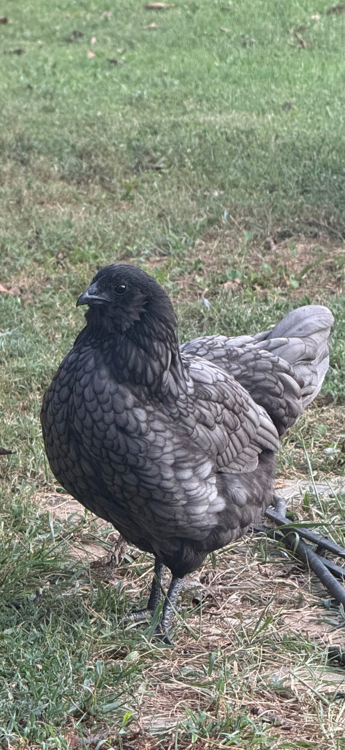 Urban BBS Fibrocauna hatching eggs 6+