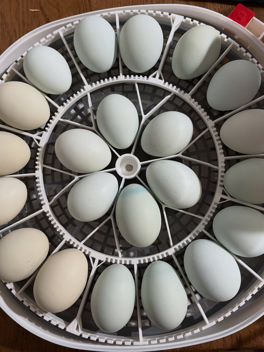 12 BBS Fibrocauna Hatching Eggs