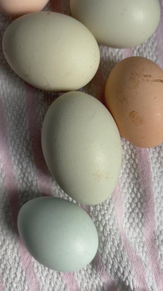 12 Hen’s Choice hatching eggs